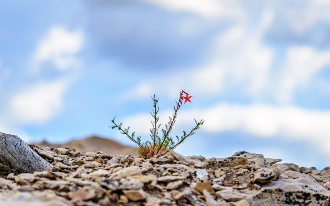 The Secrets to Resilience
